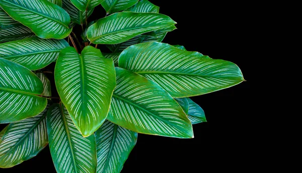 Calathea ornata yaprakları (ince çizgili Calathea) Siyah arkaplan üzerinde izole tropikal yapraklar kırpma yolu ile