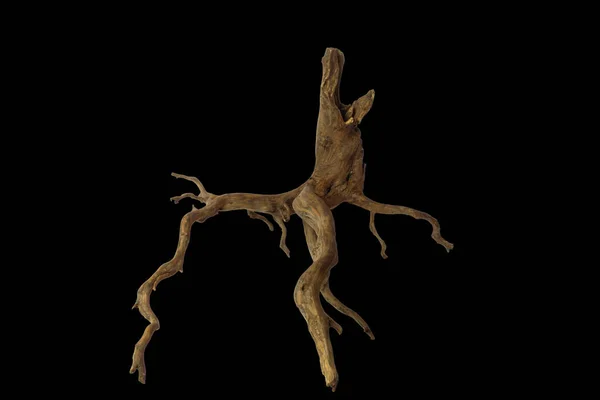 Siyah zemin üzerinde izole birçok dalları olan kahverengi ahşap dallar, kırpma yolu dahil