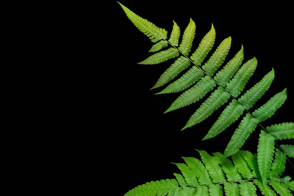 Groene Bladeren Varens Tropisch Regenwoud Geïsoleerd Zwarte Achtergrond Met Clipping — Stockfoto