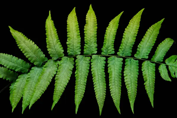 Closeup of green fern leaf isolated on black background, clipping path included