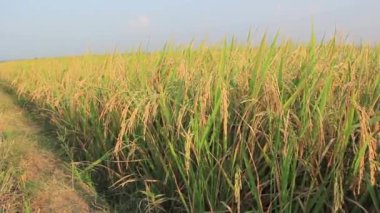 Altın pirinç tarlaları rüzgarla savruluyor ve güneş ışığına maruz kalıyorlar.