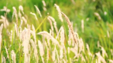 Yabani sazlıklar çayırda çiçek açıyor rüzgar esiyor sakinleşiyor