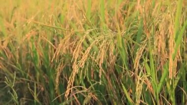 Altın pirinç kulakları sallanan rüzgar ve açığa çıkan güneş ışığı