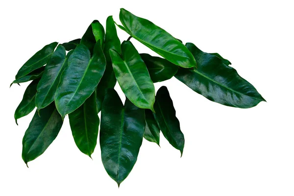 Dedaunan Hijau Tua Dari Philodendron Burle Marx Meninggalkan Tumbuhan Semak — Stok Foto