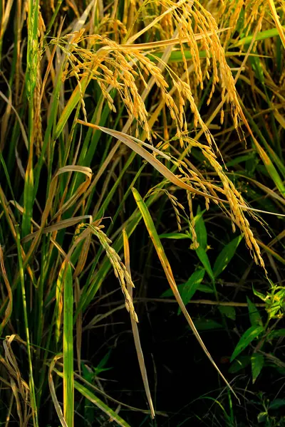 Κοντινό Πλάνο Πραγματικό Χρυσό Χωράφι Ρυζιού — Φωτογραφία Αρχείου