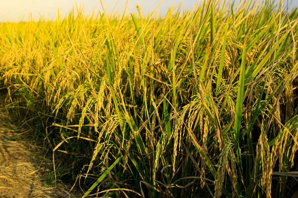 Bountiful Harvest of Golden Rice Field Panorama