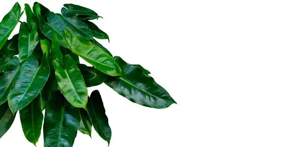 Philodendron Burle Marx Keanggunan Tanaman Hijau Terisolasi Pada Latar Belakang — Stok Foto