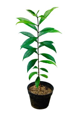 Siyah saksıdaki küçük defne ağacı kırpma yolu ile beyaz zemin üzerinde izole