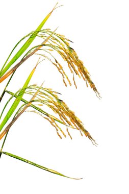 Canlı altın çeltik yasemin pilavı kesme yolu olan beyaz arka planda izole edilmiş.