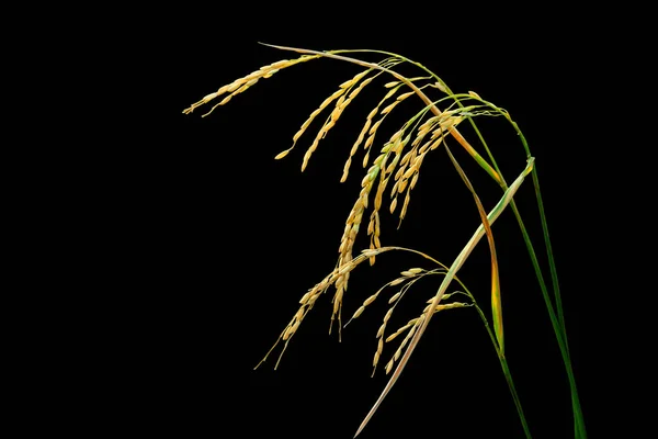 Paddy pirinç ekinleri kesme yolu ile siyah arka planda izole edildi