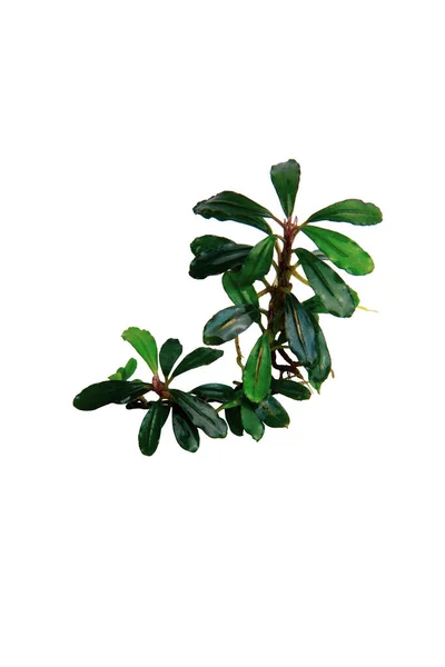 Bucephalandra Brownie Phantom ender bulunan akvaryum bitkilerinin küçük koyu yaprakları kesme yolu ile beyaz arka planda izole edilmiş.