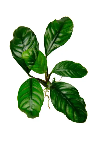 Daun Hijau Tua Dari Anubias Coffeefolia Tanaman Akuarium Populer Terisolasi — Stok Foto