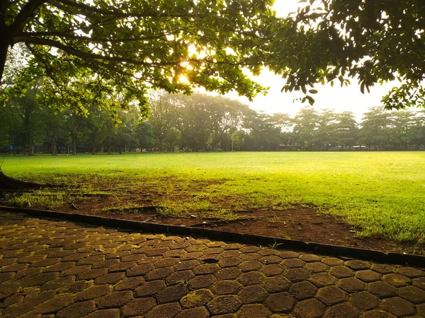 Strahlender Morgen Auf Der Grünen Wiese Und Baum Sonnenlicht — Stockfoto