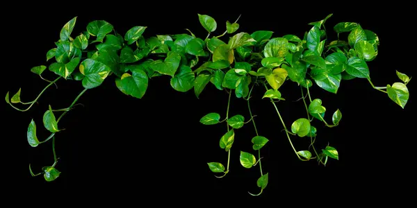 Hanging plant Devil\'s ivy or golden pothos heart-shaped leaves isolated on black background with clipping path