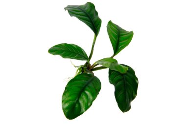 Beyaz arka planda izole edilmiş Anubias Kahve Kahvesi koyu renkli su bitkilerinin yan görüntüsü