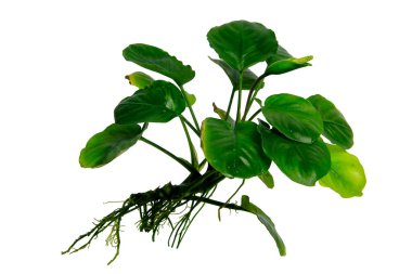 Anubias madeni para yaprağı egzotik akvaryum bitkileri beyaz zemin üzerinde kırpma yolu ile izole