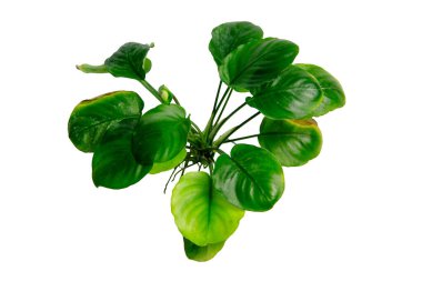 Anubias para yaprağının yeşil yaprağı kırpma yolu ile beyaz arkaplanda izole