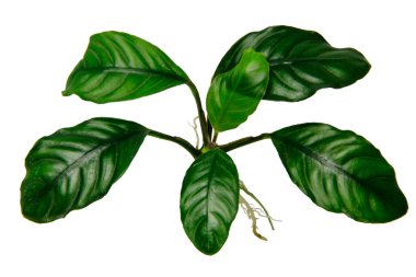 Anubias Caffeefolia akvaryum bitkilerinin yakın plan görüntüsü beyaz zemin üzerinde kırpma yolu ile izole edilmiş