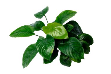 Anubias 'ın koyu yeşil yapraklı geniş yapraklı popüler akvaryum bitkileri beyaz arka planda kırpma yolu ile izole edilmiş.