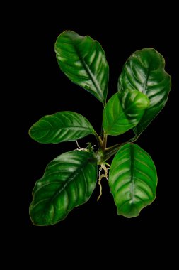 Siyah arka planda izole edilmiş Anubias Coffee feefolia popüler akvaryum bitkilerinin koyu yeşil yaprakları, kırpma yolu dahil