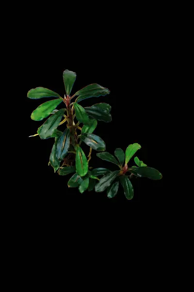 Bucephalandra Brownie Phantom ender bulunan akvaryum bitkilerinin küçük koyu yaprakları siyah arka planda izole edilmiş kesme yolu ile