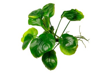 Anubias Coin 'in Oval yeşil yaprakları, beyaz arka planda bulunan, kırpma yolu olan, çiçek açan bir akvaryum bitkisidir.