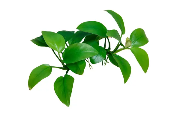 Genç yaprak Anubias altın bitkisi kırpma yolu ile beyaz arka planda izole