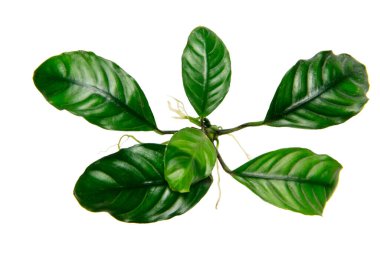 Anubias Coffee 'nin en iyi görüntüsü koyu yeşil yapraklı popüler akvaryum bitkilerini beyaz arka planda kırpma yolu ile izole ediyor.