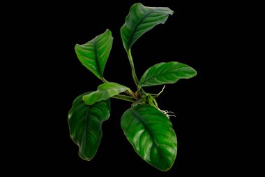 Siyah arkaplanda izole edilmiş Anubias Kahve Kahvesi koyu renkli su bitkilerinin yan görüntüsü