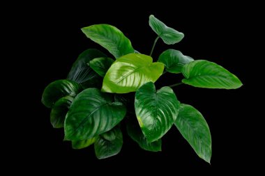 Anubias 'ın koyu yeşil yapraklı geniş yapraklı popüler akvaryum bitkileri siyah arka planda kırpma yolu ile izole edilmiş.