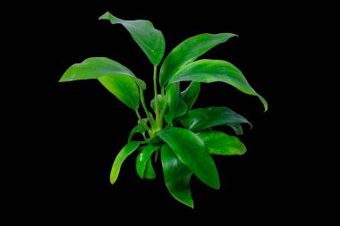 Yeşil yapraklar Anubias minima popüler akvaryum bitkilerini siyah zemin üzerinde kırpma yolu ile izole eder