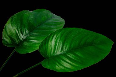 Anubias Broad Yaprak bitkilerinin kapatılması kırpma yolu ile siyah arkaplanda izole edildi