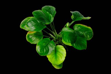 Anubias madeni para yaprağının yeşil yaprağı kırpma yolu ile siyah arkaplanda izole