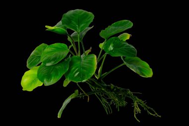 Anubias madeni para yaprağı egzotik akvaryum bitkileri siyah zemin üzerinde kırpma yolu ile izole