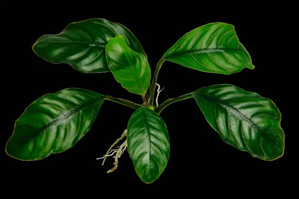 Close-up of Anubias Coffeefolia aquarium plants isolated on black background with clipping path