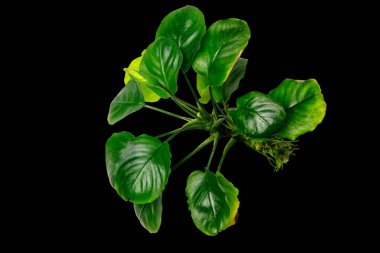 Anubias Nana Coin 'in popüler su bitkilerinin üst görünümü siyah arka planda kırpma yolu ile izole edildi