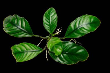 Anubias Coffee 'nin en iyi görüntüsü koyu yeşil yapraklı popüler akvaryum bitkilerini siyah arkaplanda kırpma yolu ile izole ediyor.