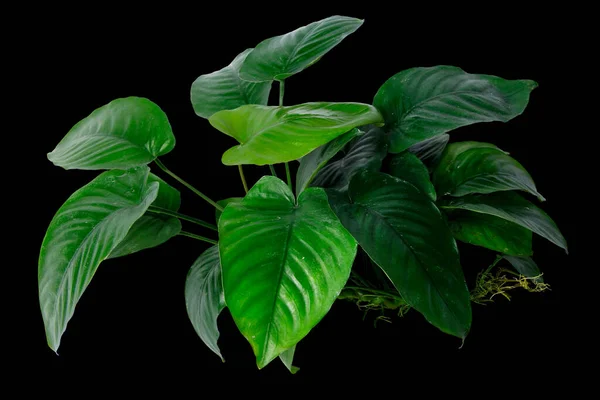 Heart shaped leaves of aquarium plant Anubias Broad Leaf isolated on black background with clipping path