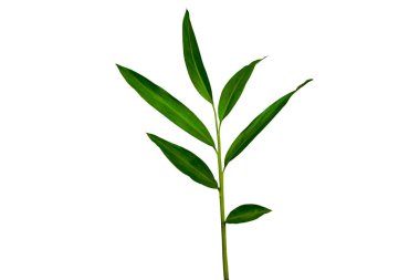 Beyaz kızıl ya da kızıl kızıl kızıl, kızıl ailede tropikal orman bitkisinden ayrılır. Koyu yeşil yapraklar kırpma yolu ile beyaz arkaplanda izole
