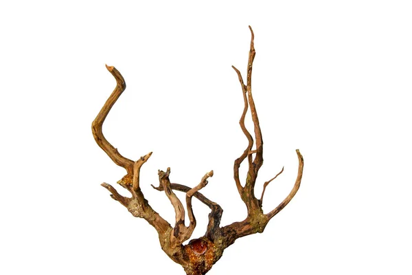Beyaz arka planda izole edilmiş süsleme için ölü ağaç kütükleri kırpma yolu da dahil. Kuru dal