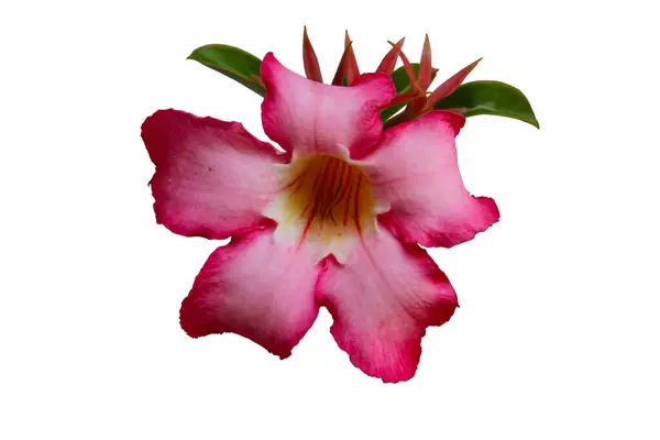 Adenyumun pembe gül çiçeğini kapatın. Beyaz arka planda kırpma yolu ile izole edilmiş.