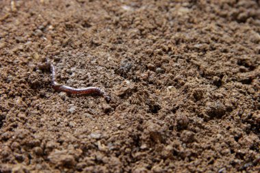 Solucan yakın çekim Yüzüklerin Nemli Toprağını Karmaşık Gösteriyor