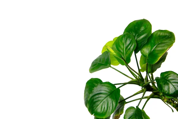 Anubias Coin popüler tropikal akvaryum bitkisinin yuvarlak şekilli yeşil yaprakları beyaz arka planda kırpma yolu ile izole edilmiştir.