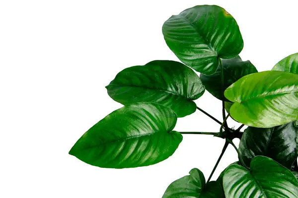 Dark green leaves of Anubias Barteri Broad Leaf, the popular aquarium plant for low-tech aquarium isolated on white background with clipping path