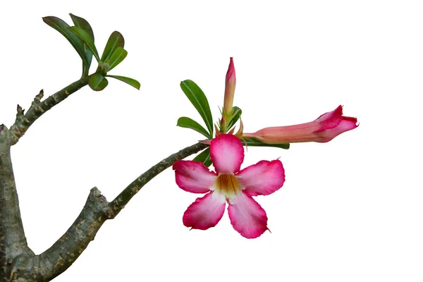 Adenyum çiçekleri, bir dal çöl gülü pembe çiçekler yaprakları tomurcuklanan ağaç dalları beyaz arka planda izole edilmiş kırpma yolu ile