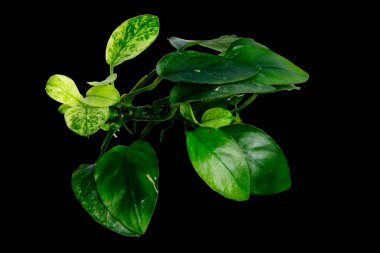 Anubias Pinto (Anubias barteri var) akvaryum bitkileri kırpma yolu ile siyah zemin üzerinde izole