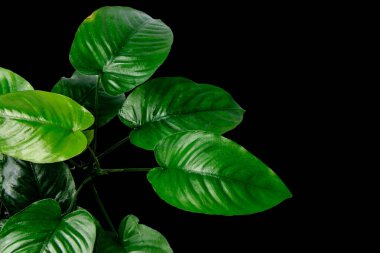 Anubias Barteri Broad Leaf 'in koyu yeşil yaprakları. Düşük teknolojili akvaryum için popüler bir akvaryum bitkisi. Kesme yolu ile siyah arka planda izole edilmiş.