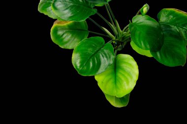 Anubias Barteri Round Coin tropikal akvaryum bitkisinin koyu yeşil yaprakları kesme yolu ile siyah zemin üzerinde izole