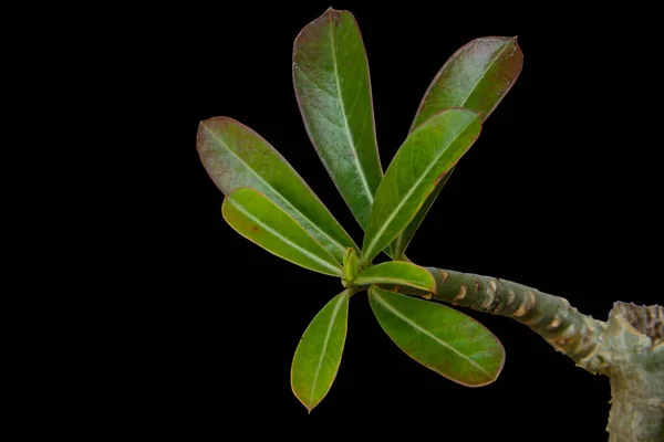 Adenyum dalının yeşil yaprakları siyah arkaplanda kırpma yolu ile izole edilmiş tropikal bitki