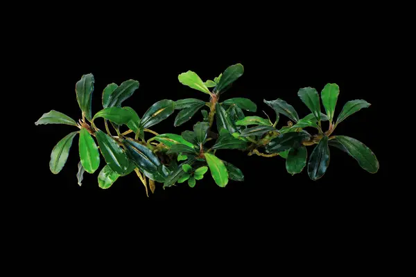 Dark leaves of Bucephalandra Brownie Phantom clump, the small leaves aquarium plants isolated on black background with clipping path
